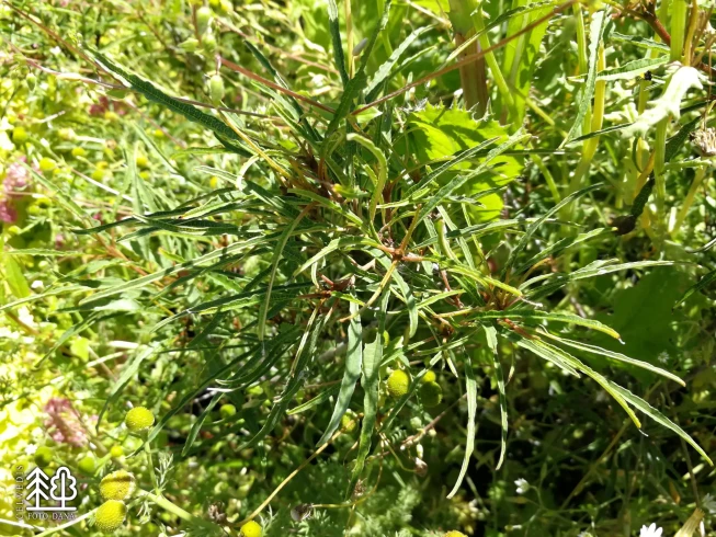 Frangula alnus    'Aspleniifolia'